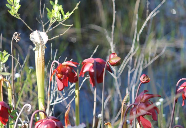 Yellow River Marsh Pitcher Plant